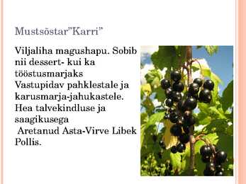 Aiaplaan puuviljandus #14