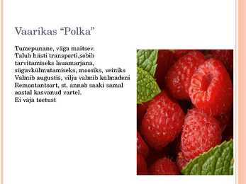 Aiaplaan puuviljandus #15