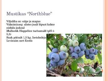 Aiaplaan puuviljandus #16
