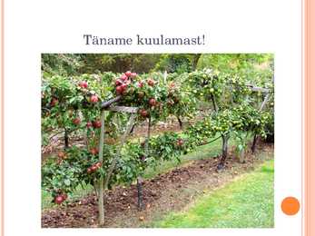 Aiaplaan puuviljandus #17