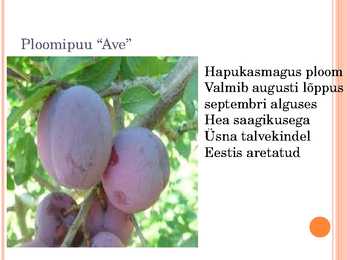 Aiaplaan puuviljandus #8