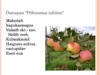 Aiaplaan puuviljandus #9