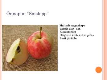 Aiaplaan puuviljandus #10