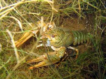 Astacus astacus #2
