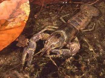 Astacus astacus #12