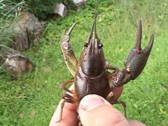 Astacus astacus #14