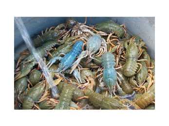 Astacus astacus #16