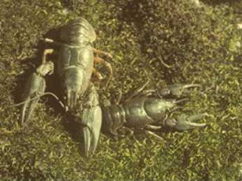 Astacus astacus #19