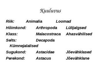 Astacus astacus #3