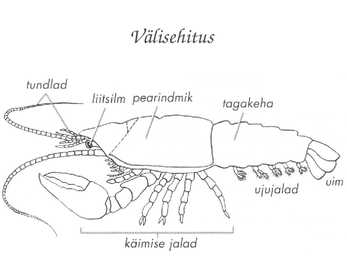 Astacus astacus #4