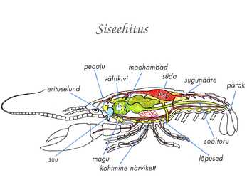 Astacus astacus #9