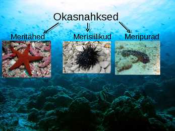 OKASNAHKSED #2