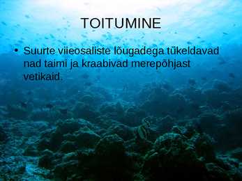 OKASNAHKSED #12