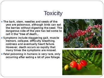European yew - plant in Estonia #3