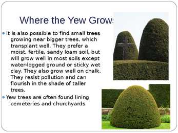 European yew - plant in Estonia #5