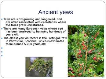 European yew - plant in Estonia #6