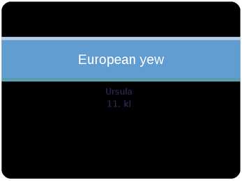 European yew - plant in Estonia