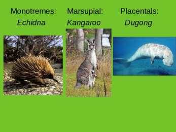 Mammals of Australia #4