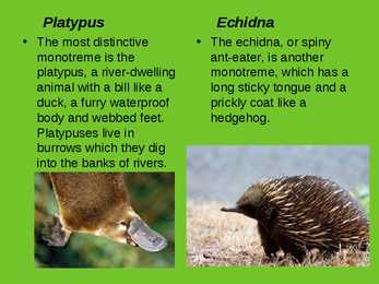 Mammals of Australia #6
