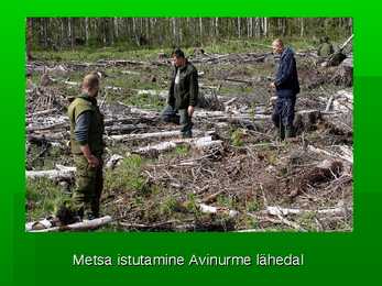 Metsade hävimine #11