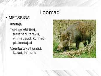 SIIRDESOO #11