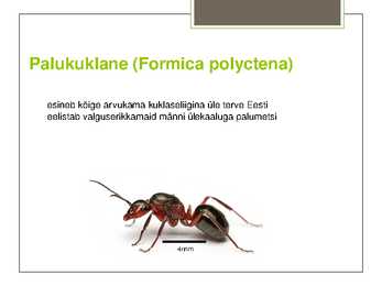 Metsakuklane #13
