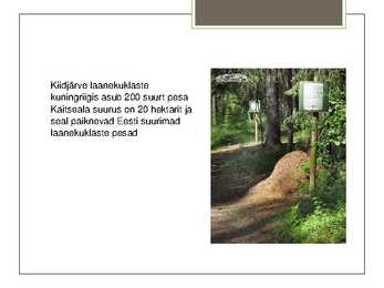 Metsakuklane #16