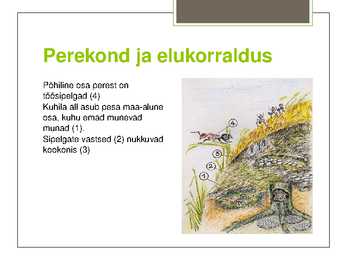 Metsakuklane #4