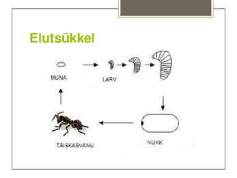 Metsakuklane #6