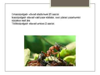 Metsakuklane #10
