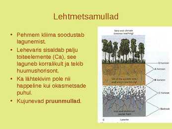 Maailma muldade põhjalik ülevaade #15