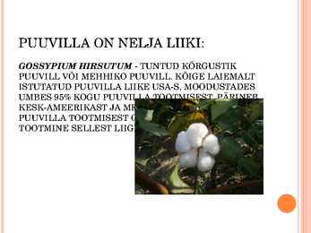Puuvill #4