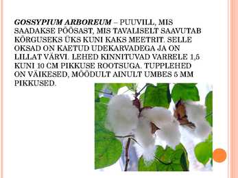 Puuvill #6