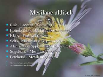 Mesilane-Apis- #2