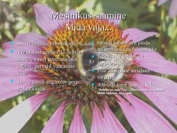 Mesilane-Apis- #11