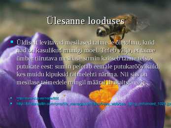 Mesilane-Apis- #8