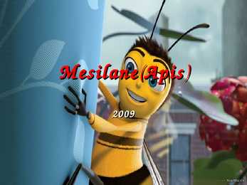 Mesilane-Apis-