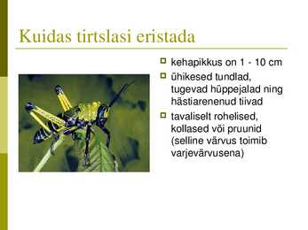 Tirtslased #3