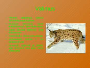 Ilves #2