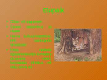 Ilves #3