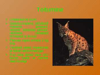 Ilves #4