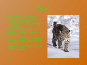 Ilves #5