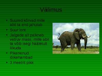 Aafrika elevant - Loxodonta africana #2
