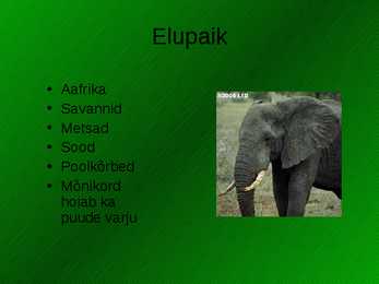 Aafrika elevant - Loxodonta africana #3