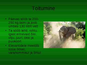 Aafrika elevant - Loxodonta africana #4