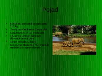 Aafrika elevant - Loxodonta africana #5