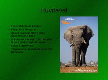 Aafrika elevant - Loxodonta africana #6