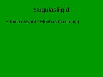 Aafrika elevant - Loxodonta africana #7