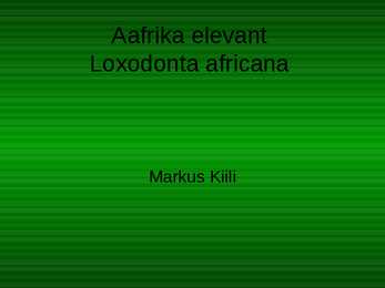 Aafrika elevant - Loxodonta africana