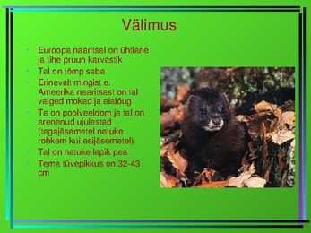 Euroopa naarits #2